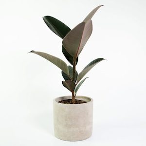 Ficus Black Knight