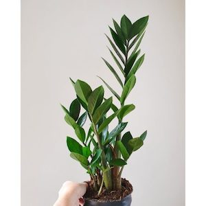 ZZ Plant, 14cm