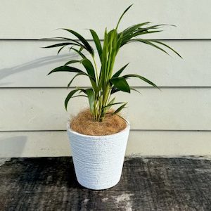 Tabletop Kentia in White