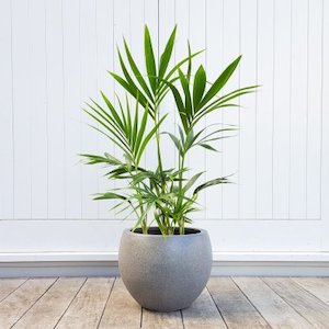 Kentia Palm in Grey