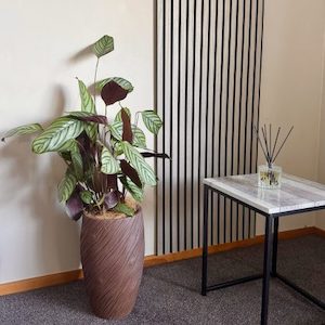 Products: Ctenanthe Setosa in Twist of Nature Planter