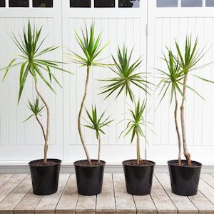 Kinky Dracaena