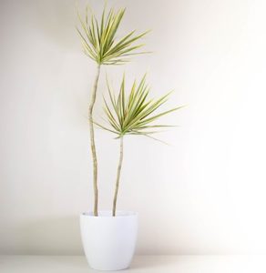 Happy Dracaena in White