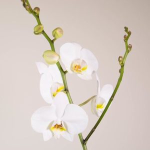 White Moth Orchid in Celestial Planter