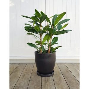 Ficus Louis in Black