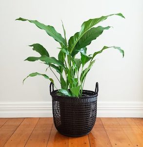 Peace Lily in Mesh Basket