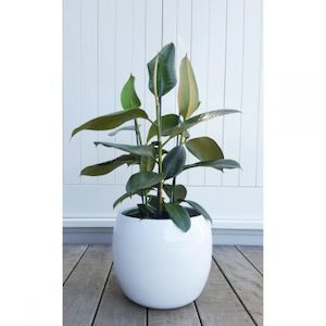 Products: Marino Pot, 31cm