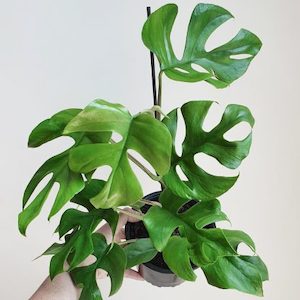 Philodendron Minima