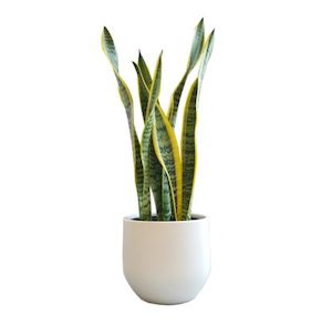 Classic Snake Plant in White