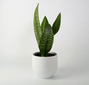 Snake Plant in White