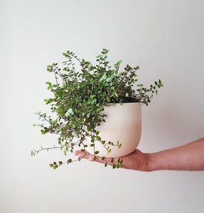 Callisia in Reneé Boyd Pot