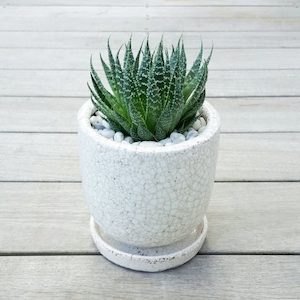 Aloe in Crackle Pot