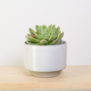 Echeveria in Grey Glazed Pot