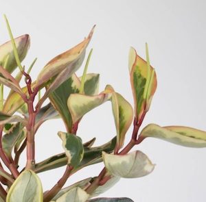 Products: Peperomia Tricolour in White Pot