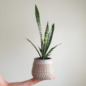 Products: Tall Snake Plant in Trina Pot