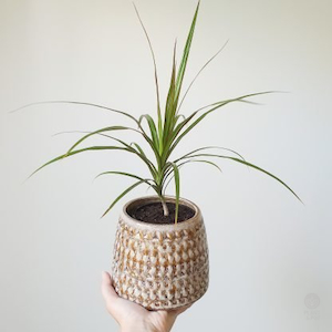 Baby Dracaena in Hubsch Pot