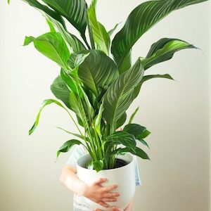 No Ordinary Peace Lily