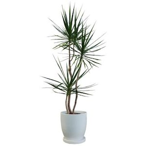 Kinky Dracaena in White