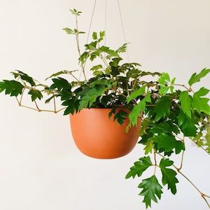 Cissus in Hanging Terracotta Pot