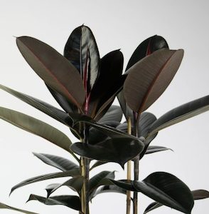 Rubber Tree ‘Black Knight’ Triple