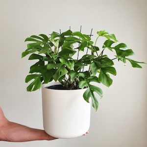 Philodendron Minima in White