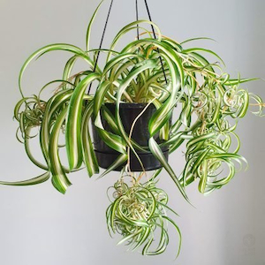 Curly Spider Plant