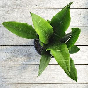 Green Snake Plant, Large