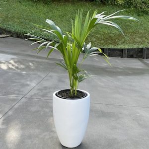 Kentia Palm in Tampa