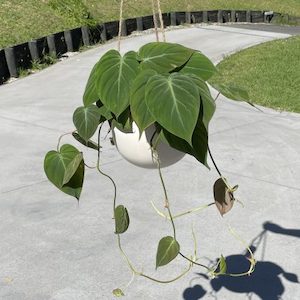 Philodendron Mican with Hanging Bowl Pot