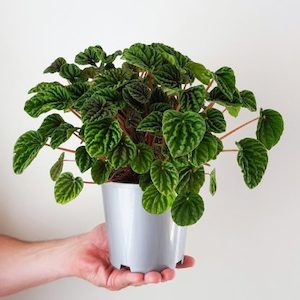 Peperomia Emerald Ripple