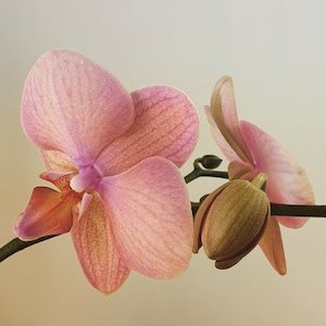 Pink Orchid