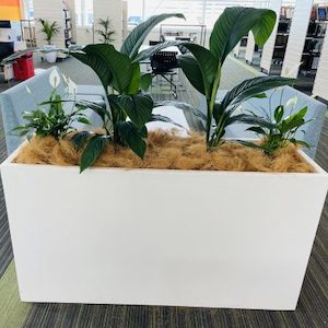 Trough Planter