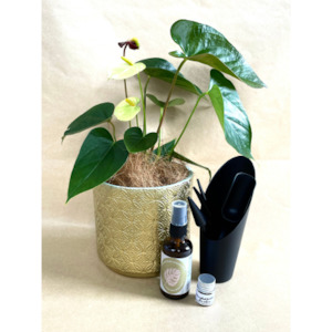 Anthurium Gift Pack