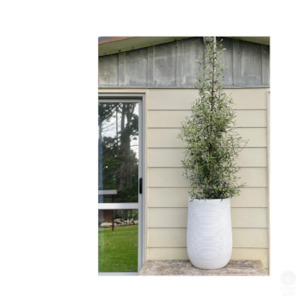 Olive tree in Andromeda Planter