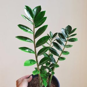 ZZ Plant, 17cm