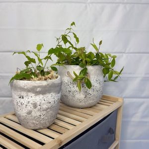 Products: Small Ficus Benjamina in Cement