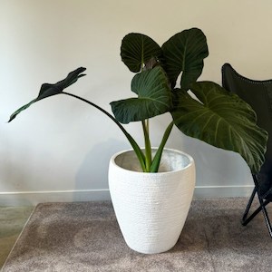 Alocasia Regal Shields in Triangulum