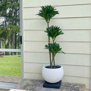 Large Dracaena JCC in Saturn