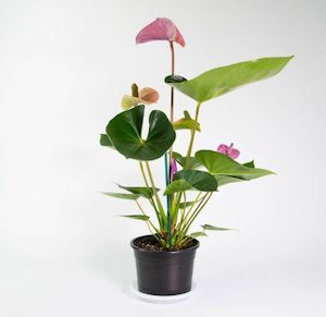 Anthurium Purple