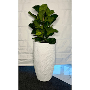 Mars Planter & Bambino Ficus Combo 