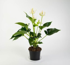 Anthurium White