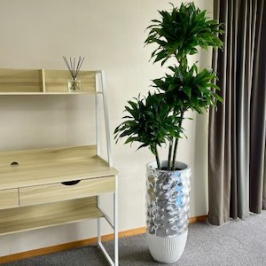 Dracaena Deremensis in Silver Venus Planter