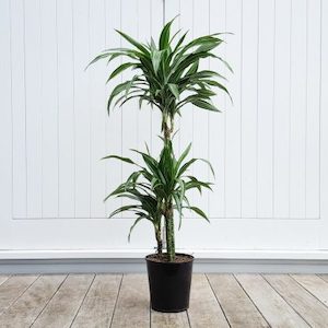 Dracaena White Stripe