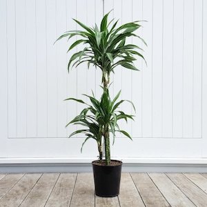 Products: Dracaena White Stripe