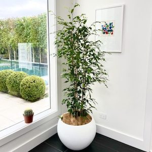 Products: Tall Weeping Fig