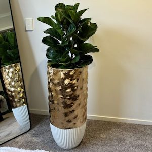 Fiddle Fig ‘Bambino’ in Gold and White