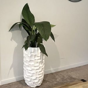 Peace Lily in Stellar Planter