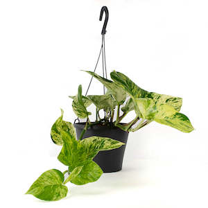 Plant, garden: Marble Queen (Includes Shipping)