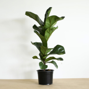 Plant, garden: Dwarf Fiddle Leaf Fig