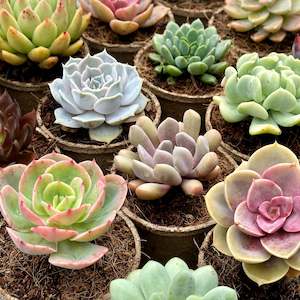 'MIXED' Succulents - Gift Box (6 Pack)